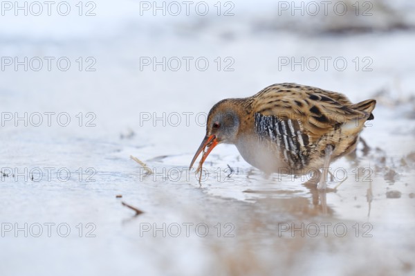 Water rail (Rallus aquaticus) foraging in winter, North Rhine-Westphalia, Germany