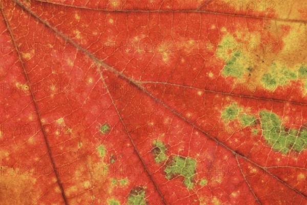 Persian ironwood (Parrotia persica), detail of leaf in autumn, North Rhine-Westphalia, Germany