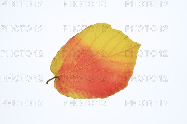 Persian ironwood (Parrotia persica), leaf in autumn on a white background, North Rhine-Westphalia,