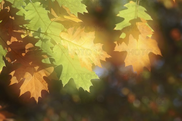 American red oak (Quercus rubra), leaves in autumn, double exposure, North Rhine-Westphalia,
