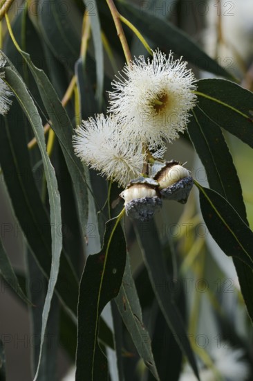 Tasmanian blue gum or common fever tree (Eucalyptus globulus), flowers and leaves, Algarve,