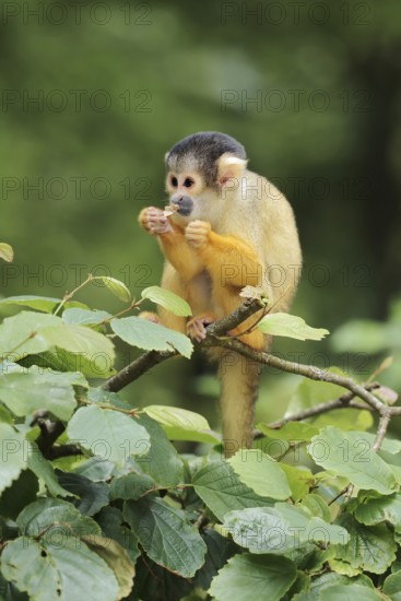 Black-capped squirrel monkey or black-capped squirrel monkey (Saimiri boliviensis), juvenile,