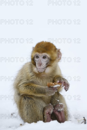 Barbary macaque or magot (Macaca sylvanus), young animal sitting in the snow and eating, winter,
