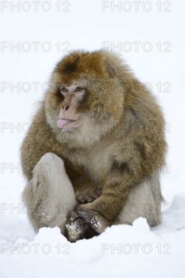 Barbary macaque or magot (Macaca sylvanus), male sitting in the snow and sticking out his tongue,