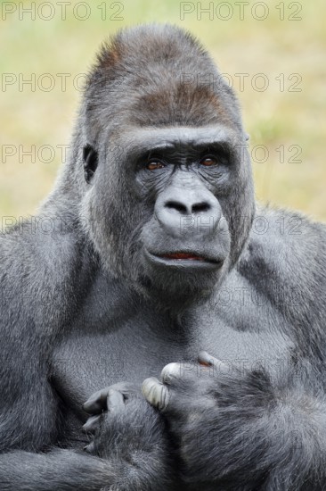 Western lowland gorilla (Gorilla gorilla gorilla), male, silverback, portrait, captive, native to