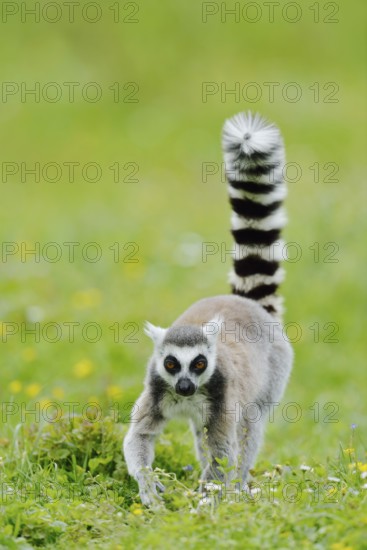 Catta (Lemur catta) walks across a meadow, captive, native to Madagascar