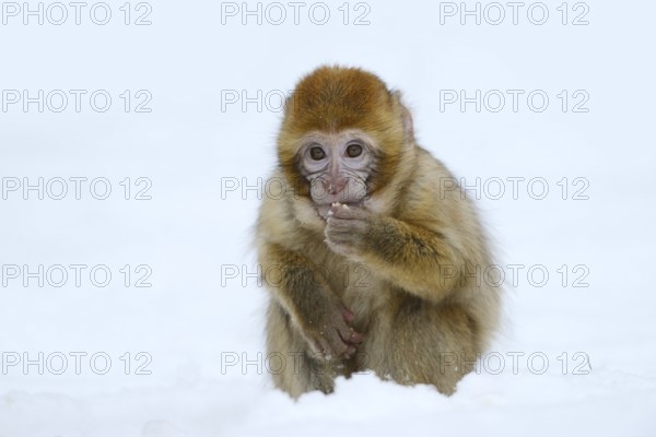 Barbary macaque or magot (Macaca sylvanus), young animal sitting in the snow and eating, winter,
