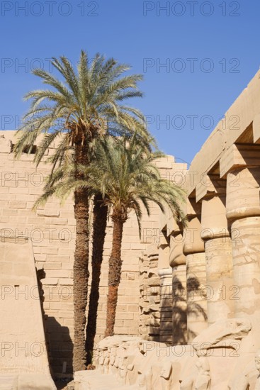 Colonnade and date palms (Phoenix dactylifera), Karnak Temple, Luxor, Egypt