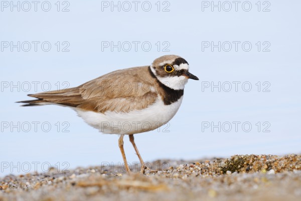Little Ringed Plover (Charadrius dubius), North Rhine-Westphalia, Germany