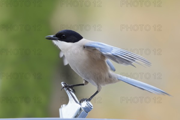 Blue magpie (Cyanopica cyanus), Algarve, Portugal