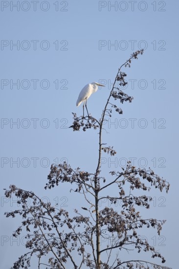 Great White Egret (Ardea alba) standing on a black alder (Alnus glutinosa) in winter, North