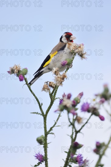 Goldfinch (Carduelis carduelis) sitting on thistle (Carduus acanthoides) in summer, North