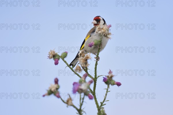Goldfinch (Carduelis carduelis) sitting on thistle (Carduus acanthoides) in summer, North