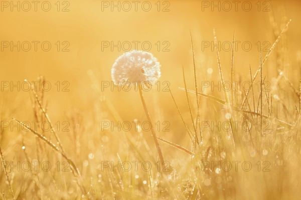 Common dandelion (Taraxacum officinale), fruit stand backlit at sunrise, North Rhine-Westphalia,