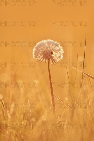 Common dandelion (Taraxacum officinale), fruit stand backlit at sunrise, North Rhine-Westphalia,