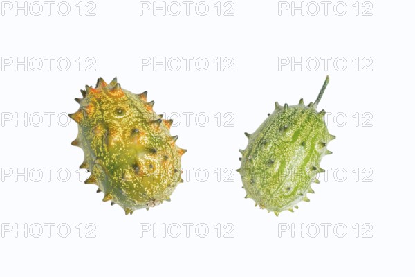 Horned cucumber, kiwano or horned melon (Cucumis metuliferus), fruit on a white background, native