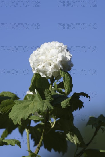 Real snowball or double snowball 'Roseum' (Viburnum opulus), flower, North Rhine-Westphalia,