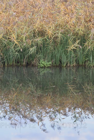 Reed (Phragmites australis, Phragmites communis) at a pond in autumn, North Rhine-Westphalia,