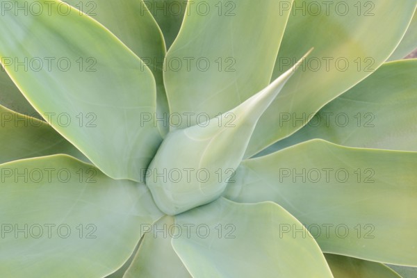 Canary Islands dragon tree agave or gooseneck agave (Agave attenuata), leaves, Fuerteventura,