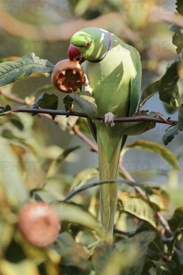 Indian Ringnecked Parakeet or Lesser Alexander's Parakeet (Psittacula krameri manillensis), male