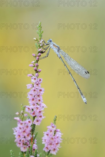 Emerald Damselfly (Lestes sponsa), male with dewdrops on flowering heather (Calluna vulgaris),