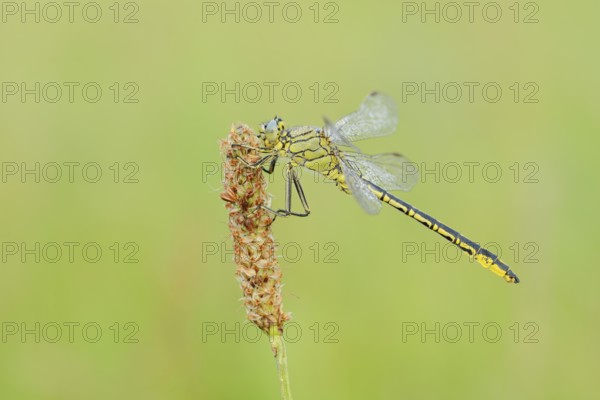 Western Clubtail (Gomphus pulchellus) with dewdrops, North Rhine-Westphalia, Germany
