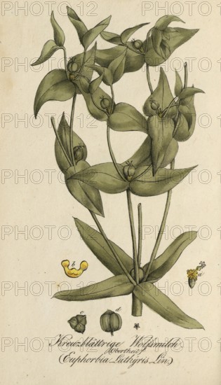 European poisonous plants, Caper spurge, Euphorbia lathyris, also known as spring spurge,
