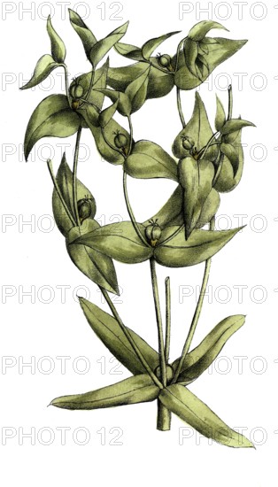 European poisonous plants, cruciferous milkweed, Euphorbia lathyris, also spring milkweed,