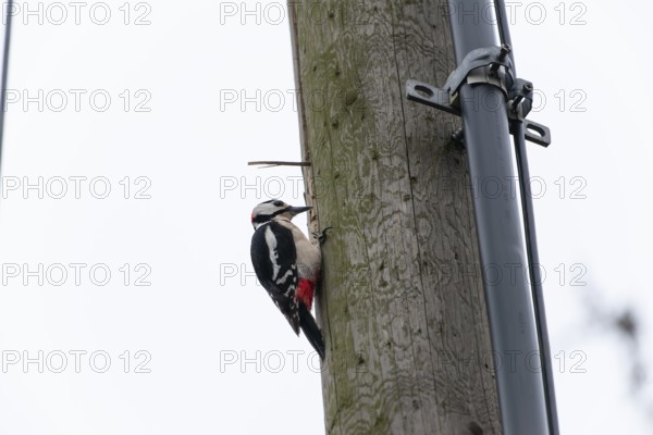 Great spotted woodpecker (Dendrocopos major) pecking on a utility pole in the city. Stuttgart,