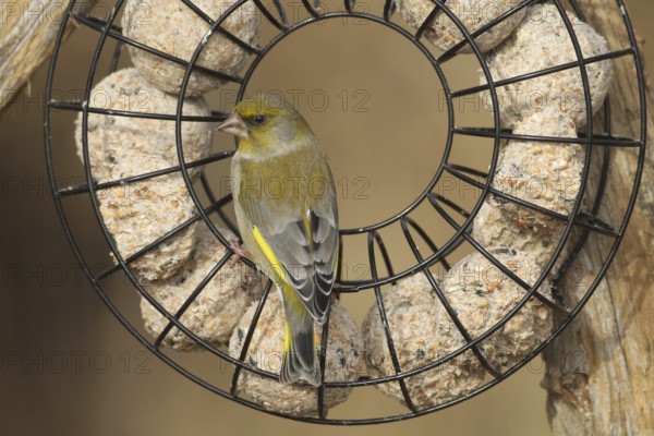 Greenfinch (Chloris chloris) at the winter feeding site, Allgäu, Bavaria, Germany, Allgäu, Bavaria,