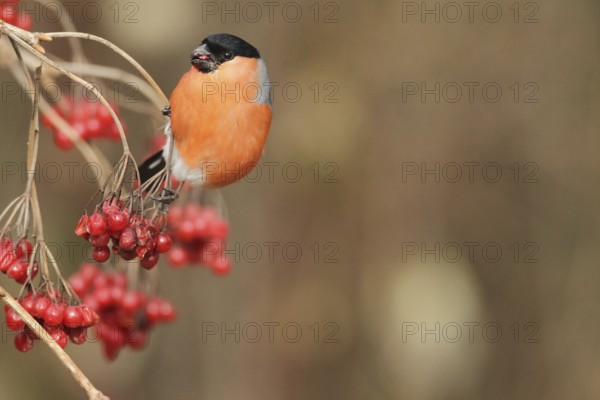 Bullfinch (Pyrrhula pyrrhula) Male eats berries of the common snowball bush (Viburnum opulus)