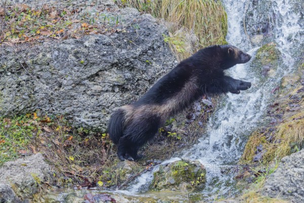 A wolverine (Gulo gulo) jumps over a small stream on a rocky slope covered with green vegetation.