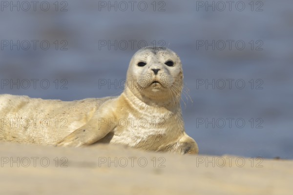 Common or Harbor or Harbour seal (Phoca vitulina) adult animal on a seaside beach, England, United