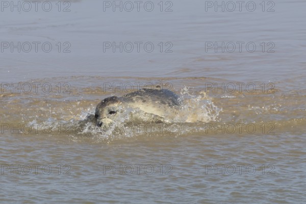 Common or Harbor or Harbour seal (Phoca vitulina) adult marine animal swimming in the shallow water