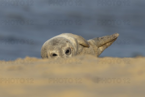 Common or Harbor or Harbour seal (Phoca vitulina) adult animal relaxing on a seaside beach,