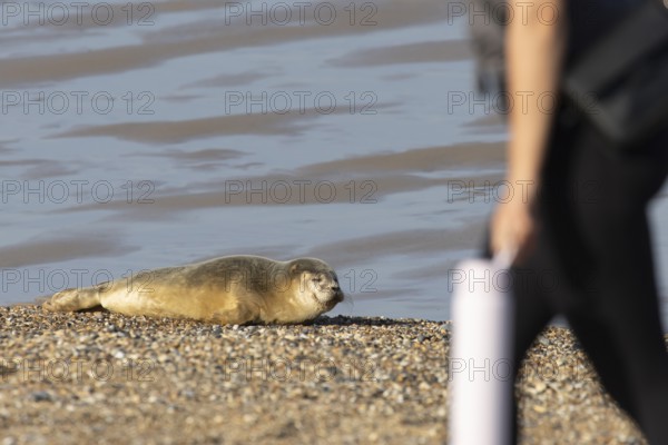 Common or Harbor or Harbour seal (Phoca vitulina) adult animal sleeping on a seaside beach with a