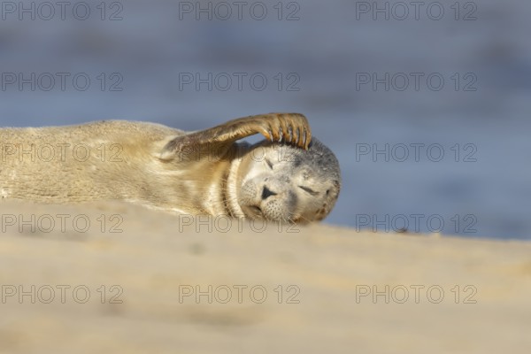 Common or Harbor or Harbour seal (Phoca vitulina) adult animal chilling out on sand on a beach,