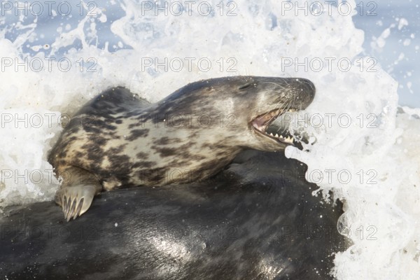 Atlantic grey seal (Halichoerus grypus) two adult animals in love playing in the breaking waves of