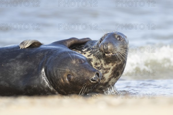 Atlantic grey seal (Halichoerus grypus) two adult animals in love hugging in the breaking waves of
