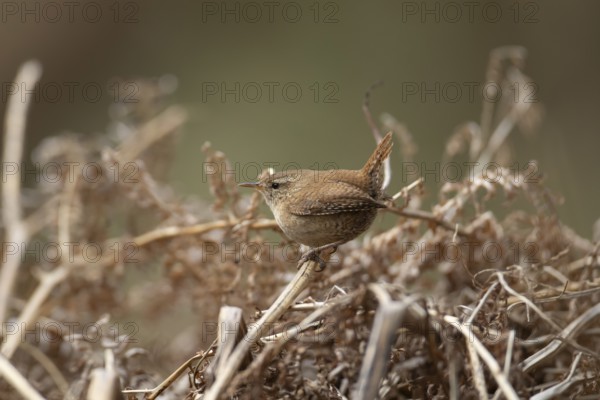 Eurasian wren (Troglodytes troglodytes) adult garden bird on a bracken stem, England, United