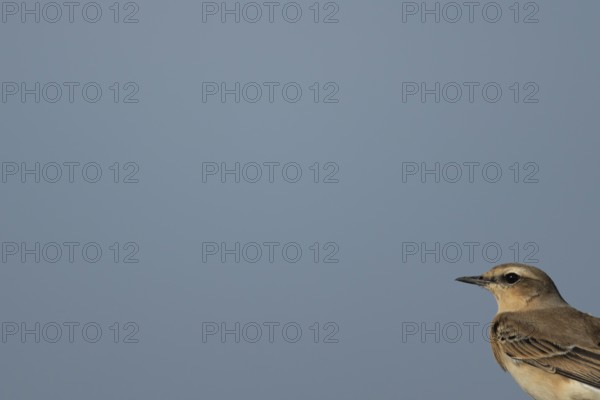 Northern wheatear (Oenanthe oenanthe) adult bird head portrait, RSPB Frampton marsh nature reserve,