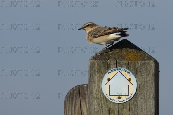 Northern wheatear (Oenanthe oenanthe) adult bird on a wooden post, RSPB Frampton marsh nature