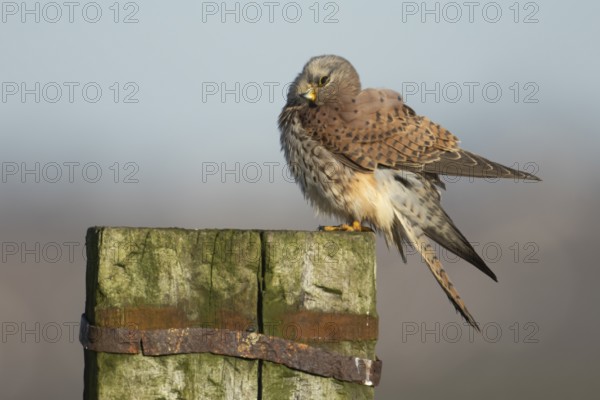 Common kestrel (Falco tinnunculus) adult falcon bird of prey on a wooden post, England, United