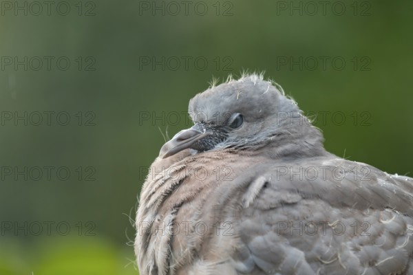Wood pigeon (Columba palumbus) juvenile baby squab bird head portrait, England, United Kingdom