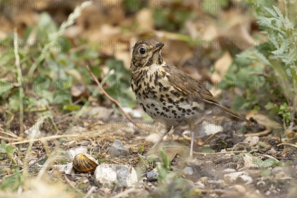 Song thrush (Turdus philomelos) adult garden bird in a flower border in summer, England, United