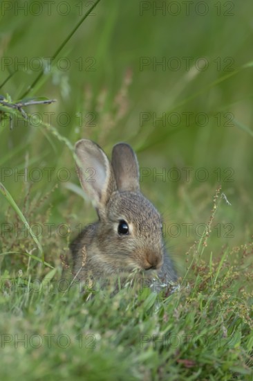 Rabbit (Oryctolagus cuniculus) juvenile baby wild animal in grassland in summer, England, United