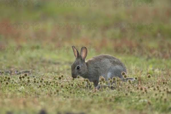 Rabbit (Oryctolagus cuniculus) juvenile baby wild animal in grassland in summer, England, United