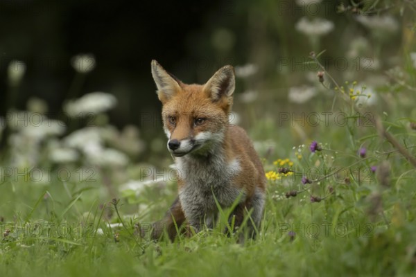Red fox (Vulpes vulpes) adult wild animal amongst wildflowers in grassland in summer, England,