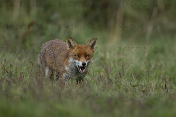 Red fox (Vulpes vulpes) adult wild animal in grassland in summer, England, United Kingdom