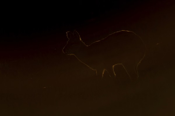 Chinese water deer (Hydropotes inermis) adult wild animal rimlit feeding in marshland at sunset,